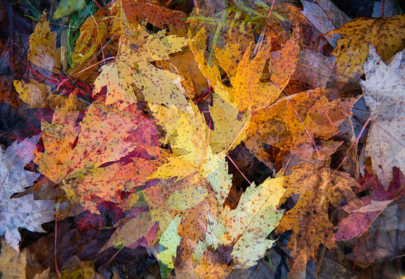 “Though a tree grows so high, the falling leaves return to the root.”― Malay proverb