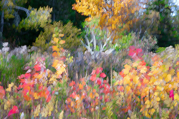abstract flowers