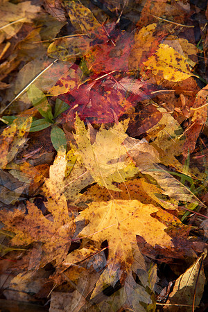 “How beautiful leaves grow old. How full of light and color are their last days.”― John Burrough