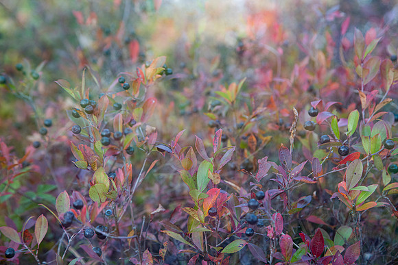 blueberries in fall