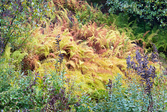 hay scented ferns and lupins