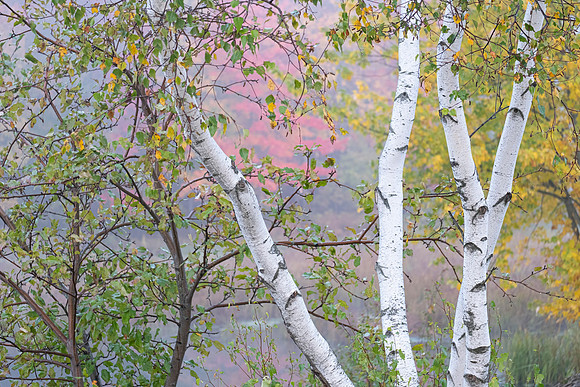 “Trees are poems that the earth writes upon the sky.”— Kahlil Gibran