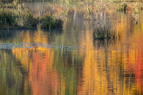 autumn reflections
