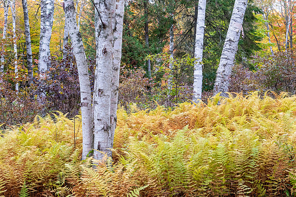 birches and hay-scented ferns at Shampers Bluff
