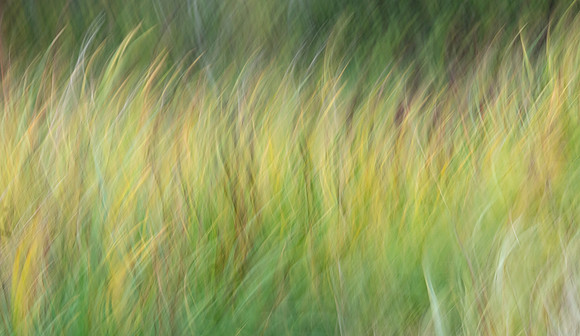 “Knowing trees, I understand the meaning of patience. Knowing grass, I can appreciate persistence.”— Hal Borland