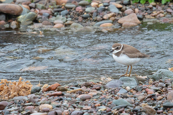 semi-palmated plover