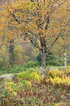 along the Fundy Trail