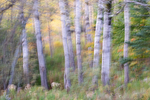 birch tree abstract
