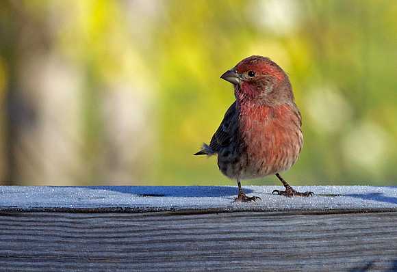 male house finch
