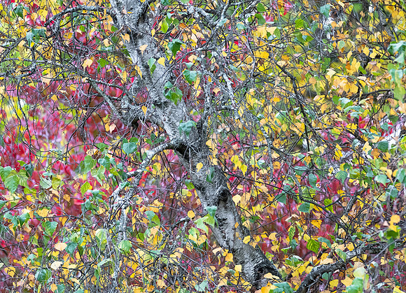 Birch Tree series