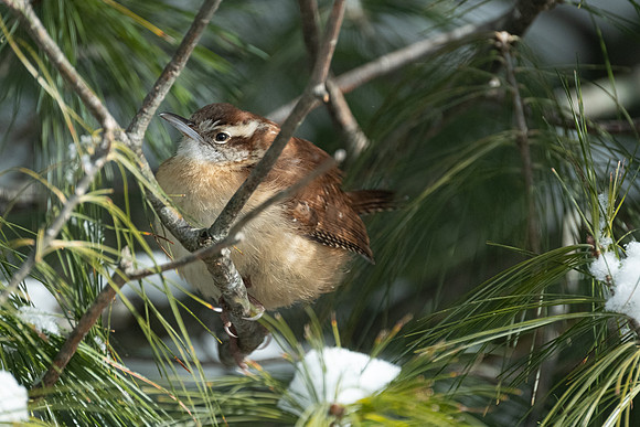Carolina Wren - a loud voice for a small bird!