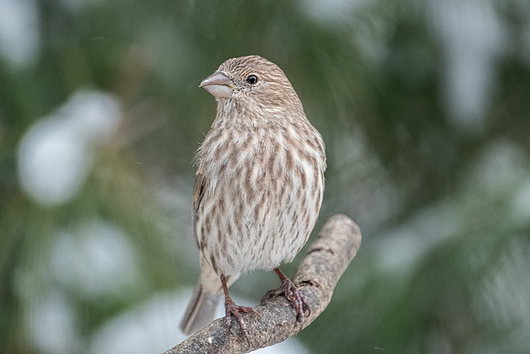 House Finch - female
