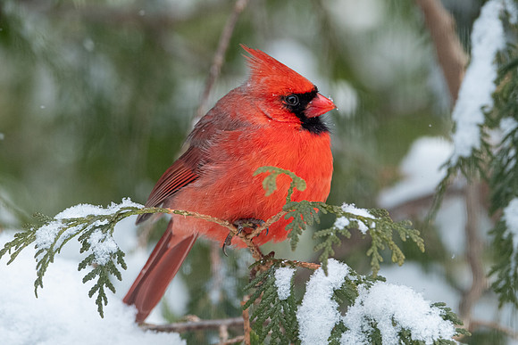 Male Northern Cardinal