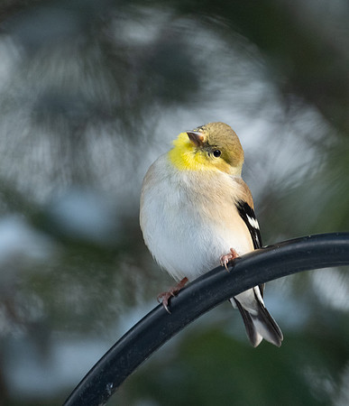American Goldfinch - starting to show his spring plumage