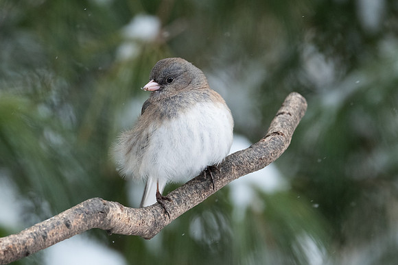 Dark-eyed Junco - male