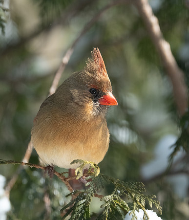 Female Northern Cardinal