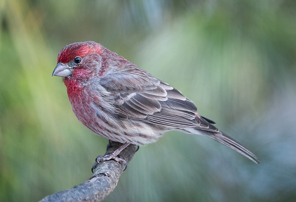 male House Finch