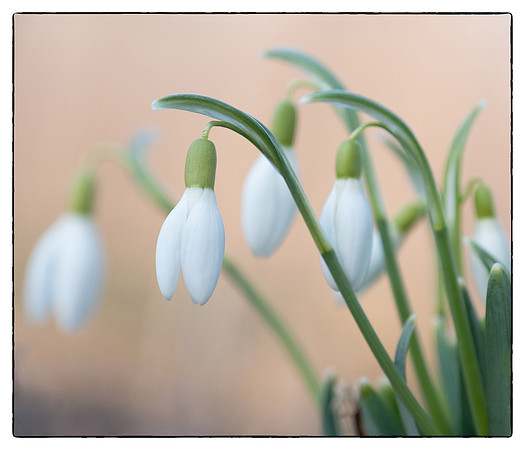 snow drops