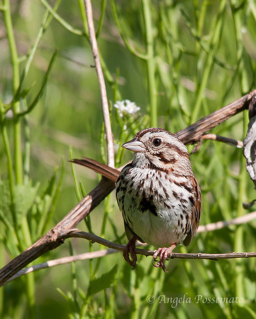 song sparrow