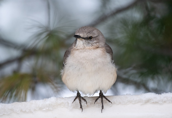 Mockingbird