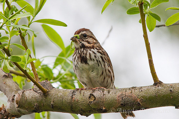 song sparrow
