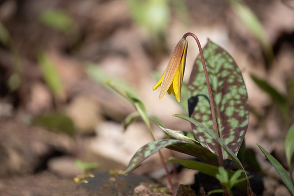 Trout Lily