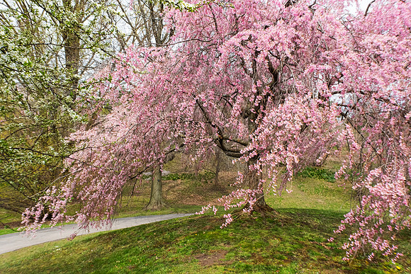 Highland Park, Rochester
