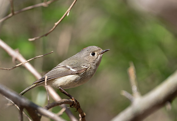 Ruby Crowned Kinglet