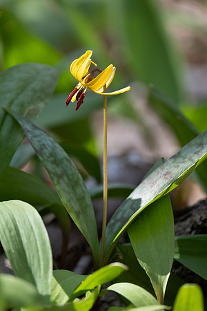 Trout Lily