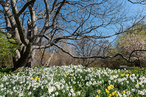 Highland Park, Rochester