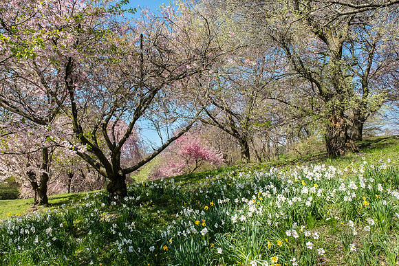 Highland Park, Rochester