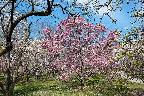 Highland Park, Rochester