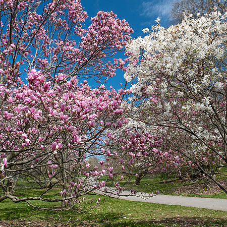 Highland Park, Rochester