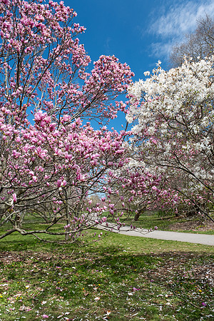 Highland Park, Rochester