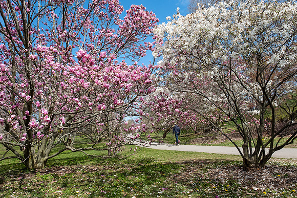 Highland Park, Rochester