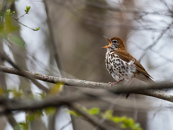 Wood Thrush