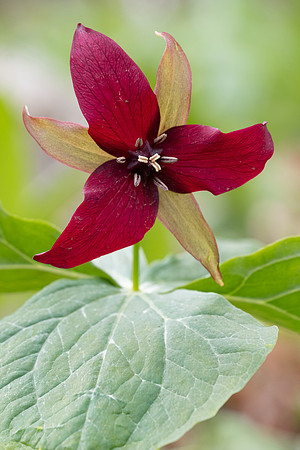 Red trillium/Wake Robin