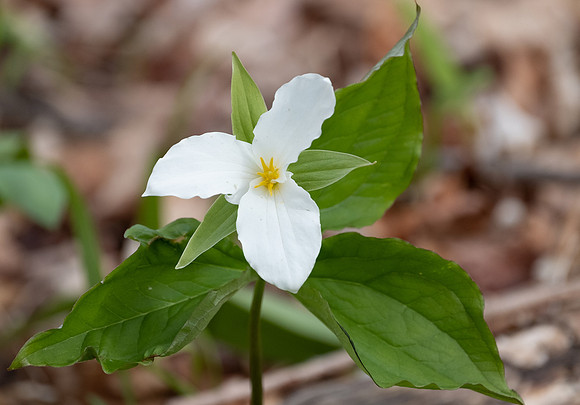 White Trillium