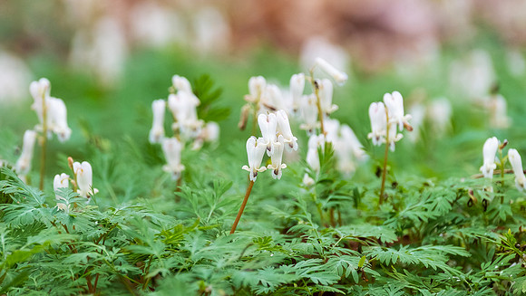 Squirrel Corn