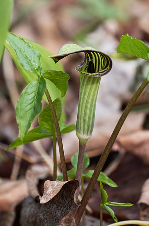 Jack in a Pulpit
