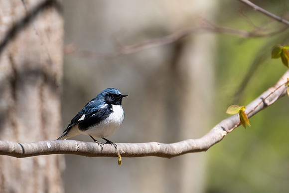 Black Throated Blue Warbler
