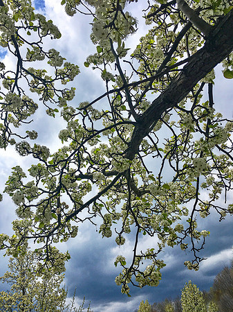 I think that I shall never see a poem lovely as a tree. Joyce Kilmer