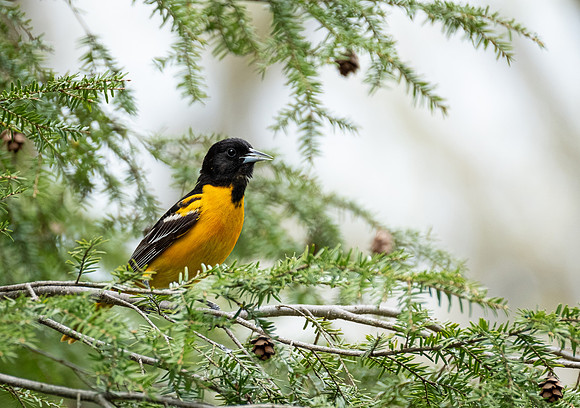 Baltimore Oriole, male