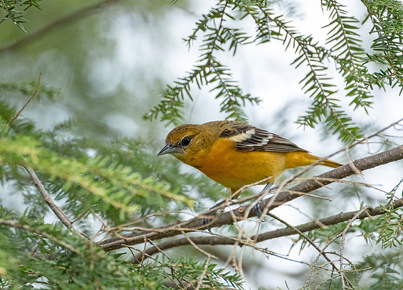 Baltimore Oriole, female