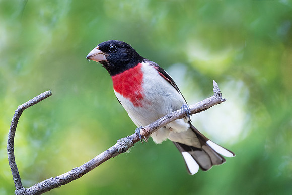 Rose-breasted Grosbeak, make