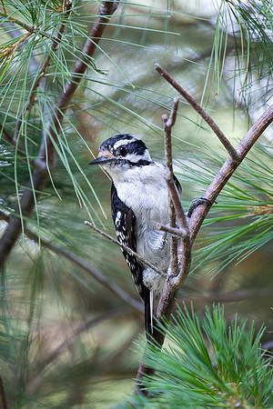 Hairy or Downey Woodpecker