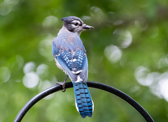 Blue Jay