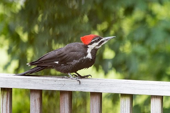 pileated woodpecker on our deck (eyeing the suet feeder)