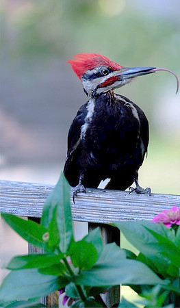 Pileated Woodpecker