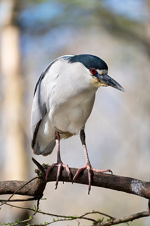 Black-crowned Night Heron